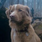 El Rey de las Películas Caninas: Indy, estrella emergente del cine, conquista los premios Astra 2026 con su papelprotagónico en Good Boy.