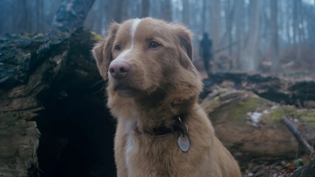El Rey de las Películas Caninas: Indy, estrella emergente del cine, conquista los premios Astra 2026 con su papelprotagónico en Good Boy.