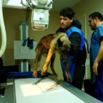 Pese a las carencias, Hospital Veterinario de la CDMX atiende todas las consultas